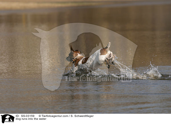 Hund rennt ins Wasser / dog runs into the water / SS-03159