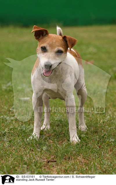 stehender Jack Russell Terrier / standing Jack Russell Terrier / SS-03161
