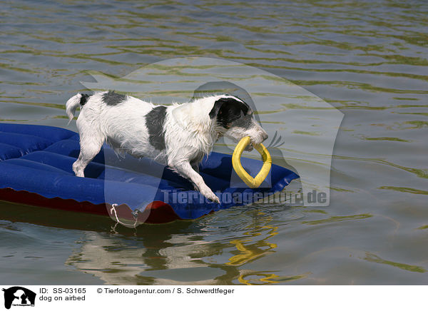 Hund auf Luftmatratze / dog on airbed / SS-03165