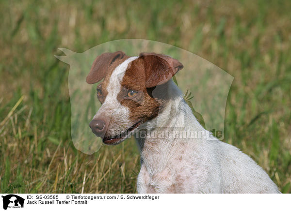 Jack Russell Terrier Portrait / Jack Russell Terrier Portrait / SS-03585