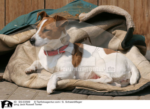 liegender Jack Russell Terrier / lying Jack Russell Terrier / SS-03589