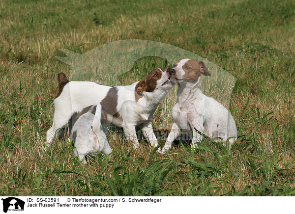 Jack Russell Terrier mother with puppy / SS-03591