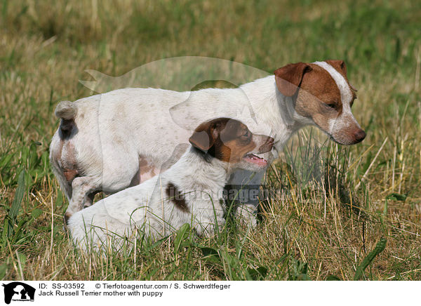 Jack Russell Terrier Mutter mit Welpe / Jack Russell Terrier mother with puppy / SS-03592