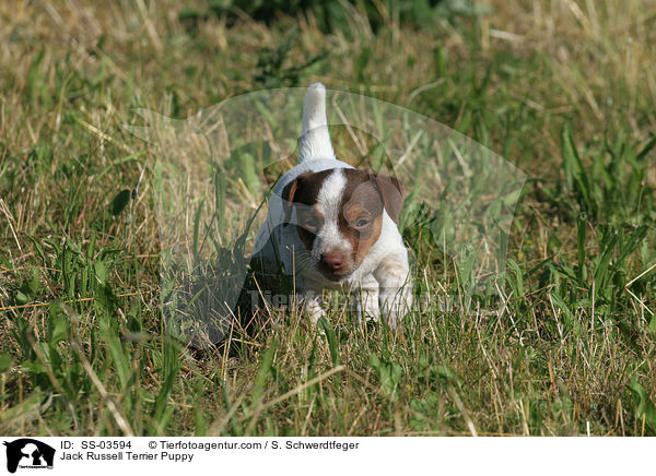 Jack Russell Terrier Welpe / Jack Russell Terrier Puppy / SS-03594