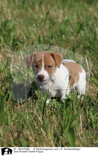Jack Russell Terrier Welpe / Jack Russell Terrier Puppy / SS-03598