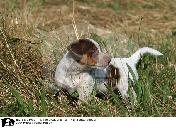 Jack Russell Terrier Welpe / Jack Russell Terrier Puppy / SS-03600