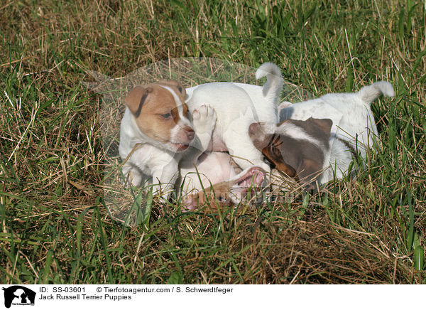 Jack Russell Terrier Welpen / Jack Russell Terrier Puppies / SS-03601
