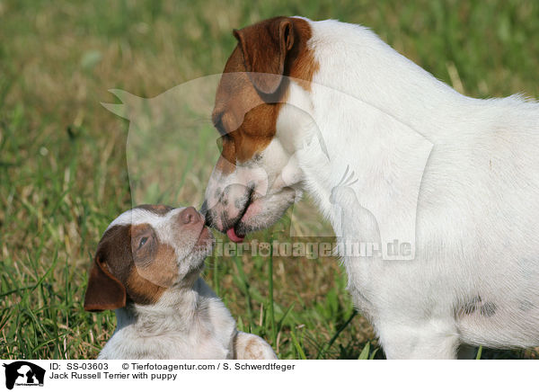 Jack Russell Terrier mit Welpe / Jack Russell Terrier with puppy / SS-03603