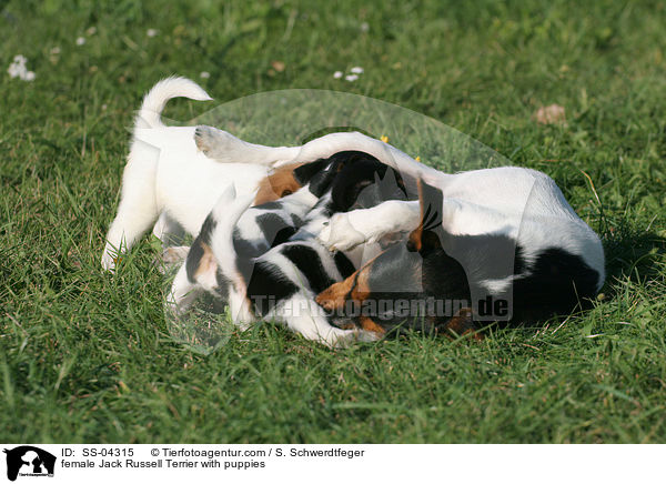 Jack Russell Terrier Hndin mit Welpen / female Jack Russell Terrier with puppies / SS-04315