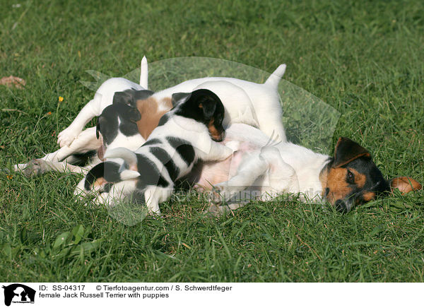 Jack Russell Terrier Hndin mit Welpen / female Jack Russell Terrier with puppies / SS-04317