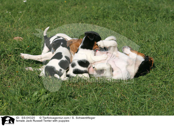 Jack Russell Terrier Hndin mit Welpen / female Jack Russell Terrier with puppies / SS-04320