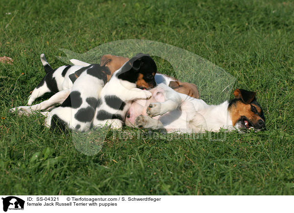 Jack Russell Terrier Hndin mit Welpen / female Jack Russell Terrier with puppies / SS-04321