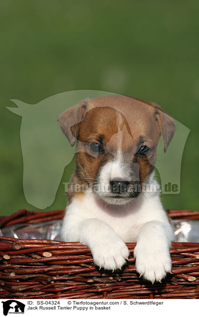 Jack Russell Terrier Puppy in basket / SS-04324