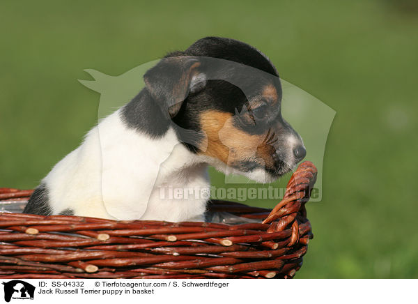 Jack Russell Terrier puppy in basket / SS-04332