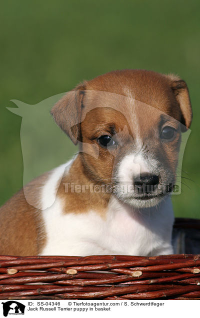 Jack Russell Terrier Welpe im Krbchen / Jack Russell Terrier puppy in basket / SS-04346