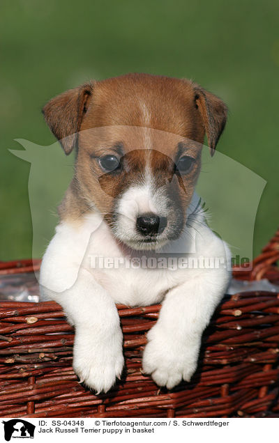 Jack Russell Terrier Welpe im Krbchen / Jack Russell Terrier puppy in basket / SS-04348