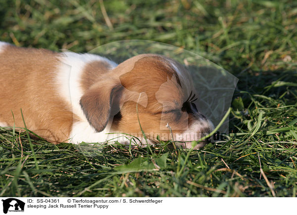 schlafender Jack Russell Terrier Welpe / sleeping Jack Russell Terrier Puppy / SS-04361