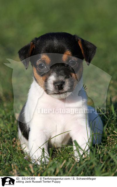 sitting Jack Russell Terrier Puppy / SS-04366