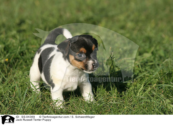 Jack Russell Terrier Welpe / Jack Russell Terrier Puppy / SS-04369