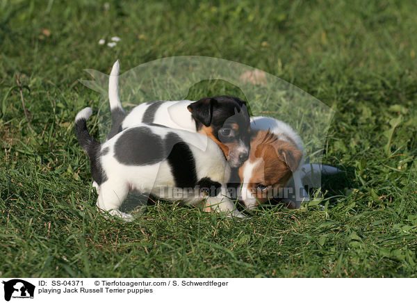 playing Jack Russell Terrier puppies / SS-04371