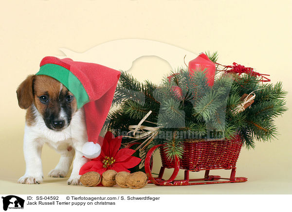 Jack Russell Terrier puppy on christmas / SS-04592