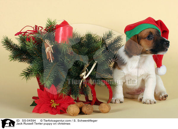 Jack Russell Terrier Welpe zu Weihnachten / Jack Russell Terrier puppy on christmas / SS-04594