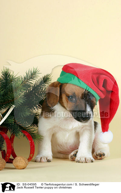 Jack Russell Terrier Welpe zu Weihnachten / Jack Russell Terrier puppy on christmas / SS-04595