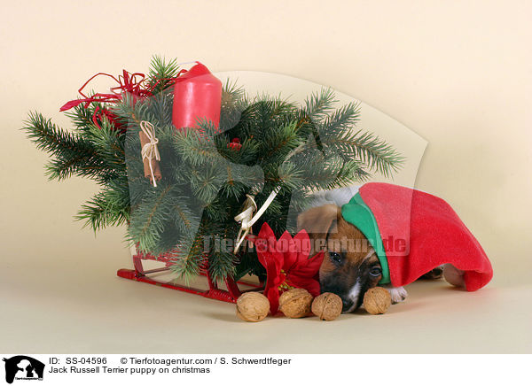Jack Russell Terrier Welpe zu Weihnachten / Jack Russell Terrier puppy on christmas / SS-04596