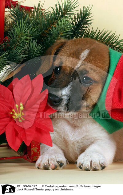 Jack Russell Terrier Welpe zu Weihnachten / Jack Russell Terrier puppy on christmas / SS-04597
