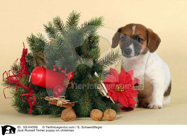 Jack Russell Terrier Welpe zu Weihnachten / Jack Russell Terrier puppy on christmas / SS-04599