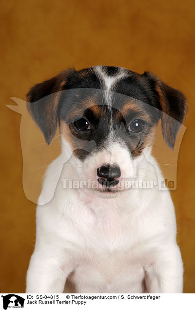 Jack Russell Terrier Welpe / Jack Russell Terrier Puppy / SS-04815