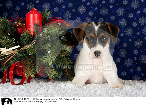 Jack Russell Terrier Welpe zu Weihnachten / Jack Russell Terrier Puppy at christmas / SS-04828