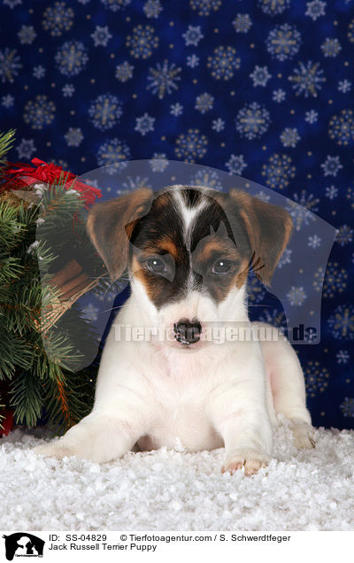 Jack Russell Terrier Welpe / Jack Russell Terrier Puppy / SS-04829