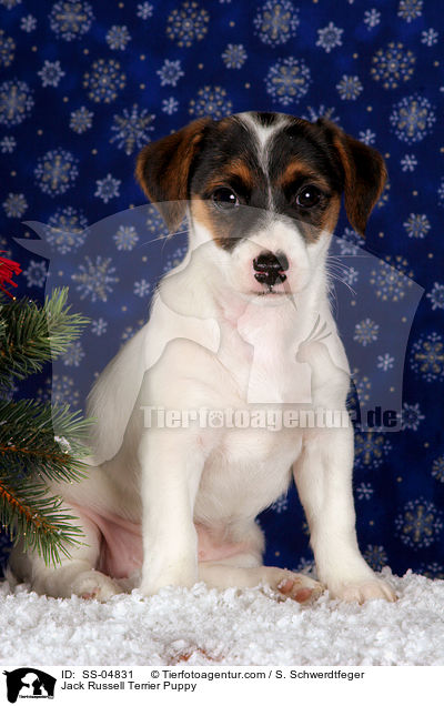 Jack Russell Terrier Welpe / Jack Russell Terrier Puppy / SS-04831