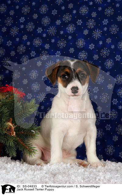 Jack Russell Terrier Welpe / Jack Russell Terrier Puppy / SS-04833