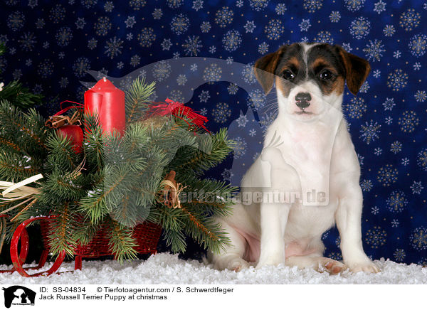 Jack Russell Terrier Welpe zu Weihnachten / Jack Russell Terrier Puppy at christmas / SS-04834