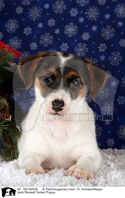 Jack Russell Terrier Welpe / Jack Russell Terrier Puppy / SS-04836