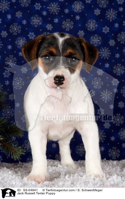 Jack Russell Terrier Welpe / Jack Russell Terrier Puppy / SS-04841