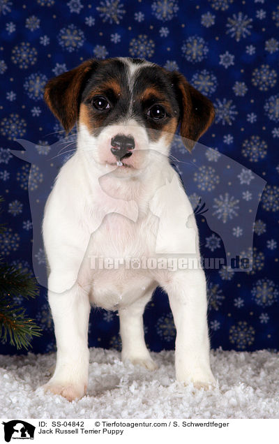 Jack Russell Terrier Welpe / Jack Russell Terrier Puppy / SS-04842