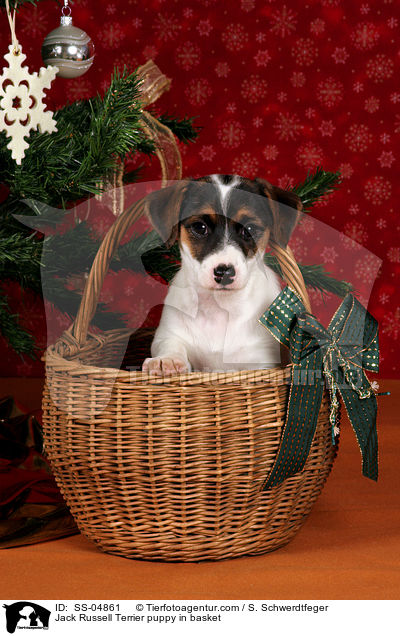 Jack Russell Terrier Welpe im Krbchen / Jack Russell Terrier puppy in basket / SS-04861