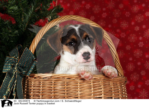 Jack Russell Terrier Welpe im Krbchen / Jack Russell Terrier puppy in basket / SS-04874