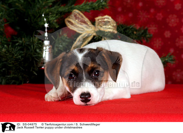 Jack Russell Terrier Welpe unterm Weihnachtsbaum / Jack Russell Terrier puppy under christmastree / SS-04875