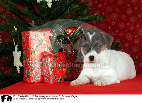Jack Russell Terrier Welpe unterm Weihnachtsbaum / Jack Russell Terrier puppy under christmastree / SS-04876