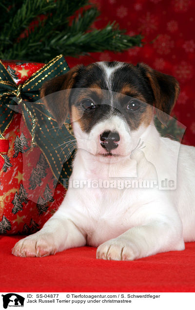 Jack Russell Terrier Welpe unterm Weihnachtsbaum / Jack Russell Terrier puppy under christmastree / SS-04877
