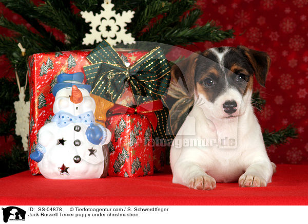 Jack Russell Terrier Welpe unterm Weihnachtsbaum / Jack Russell Terrier puppy under christmastree / SS-04878