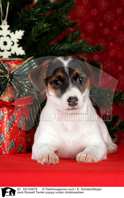 Jack Russell Terrier Welpe unterm Weihnachtsbaum / Jack Russell Terrier puppy under christmastree / SS-04879