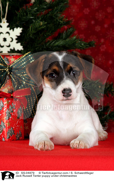 Jack Russell Terrier puppy under christmastree / SS-04879