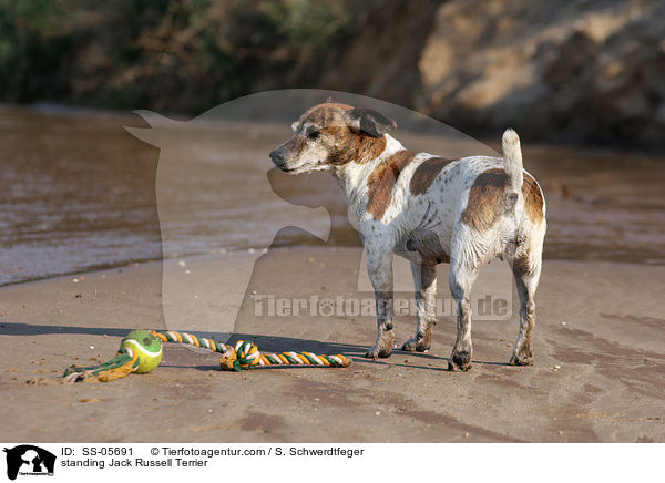stehender Jack Russell Terrier / standing Jack Russell Terrier / SS-05691