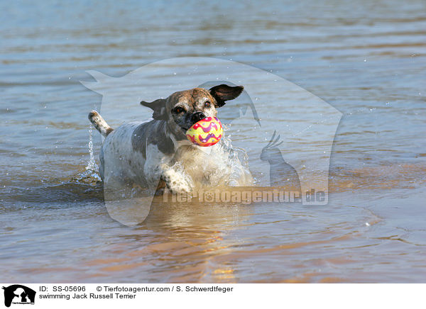 schwimmender Jack Russell Terrier / swimming Jack Russell Terrier / SS-05696