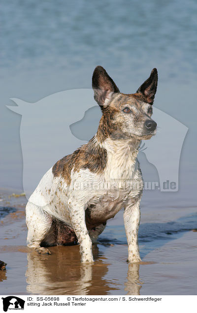 sitting Jack Russell Terrier / SS-05698